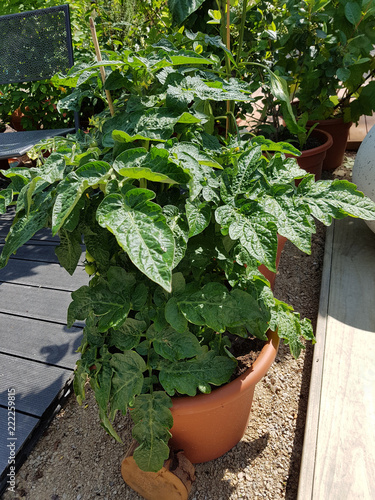 Tomaten, Lycopersicon, esculentum, Blumenkuebel photo