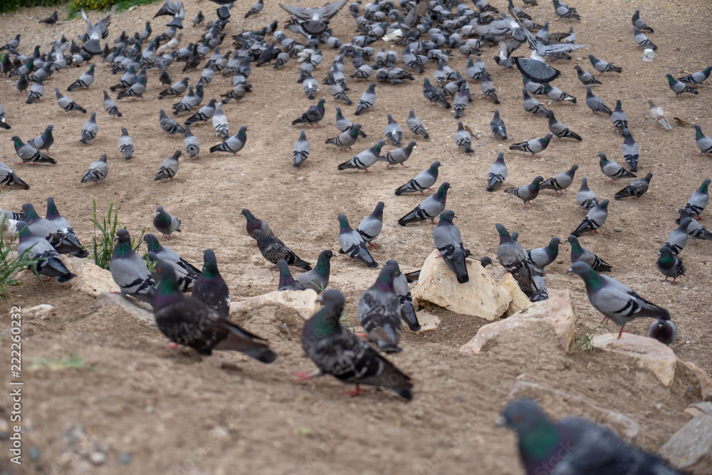 Obraz premium Group of pigeons in shades of grey and white standing and walking on soil ground floor with blurred foreground, pigeon valley