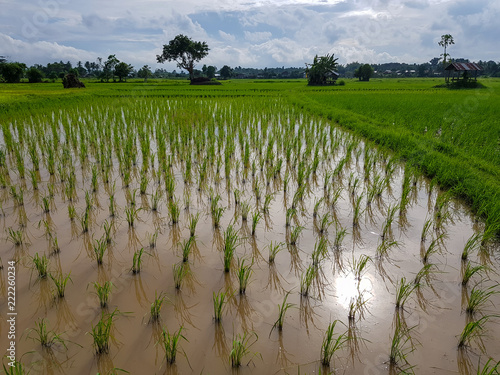 Fresh evening scene of green rice sprout paddy field, resting hut and trees with water reflection and sky background photo