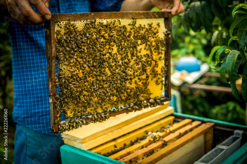 Beekeeper holding frame of honeycomb with working bees