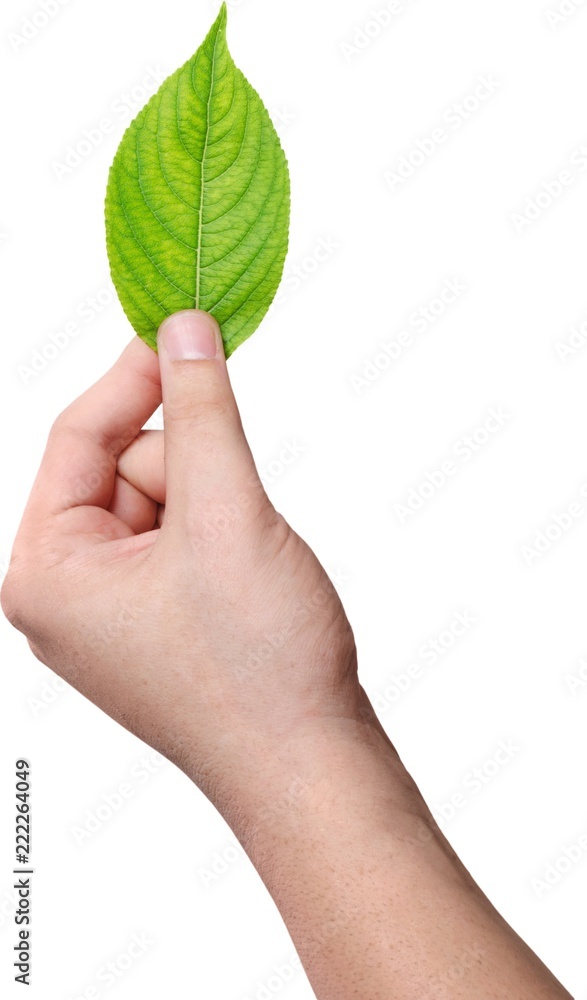 hand holding a leaf Stock Photo Adobe Stock