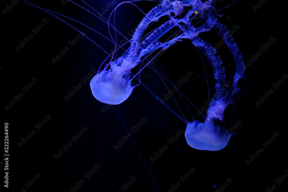 Fototapeta two jellyfish