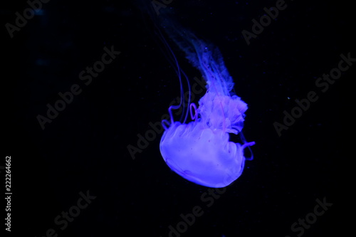 Photography jellyfish in blue