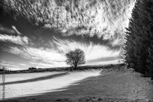Obraz Czarno-biały strzał z drzewa w zimie
