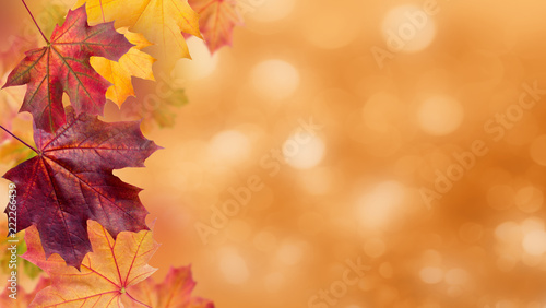 Autumn leaves on the sun. Fall blurred background.