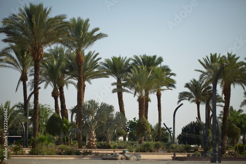 palms against the sky in the central park of Eilat Israel © Elroi