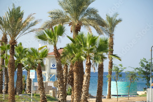 embankment of the city of Eilat Israel with umbrellas and sun loungers and palm trees against the backdrop of the sea and mountains