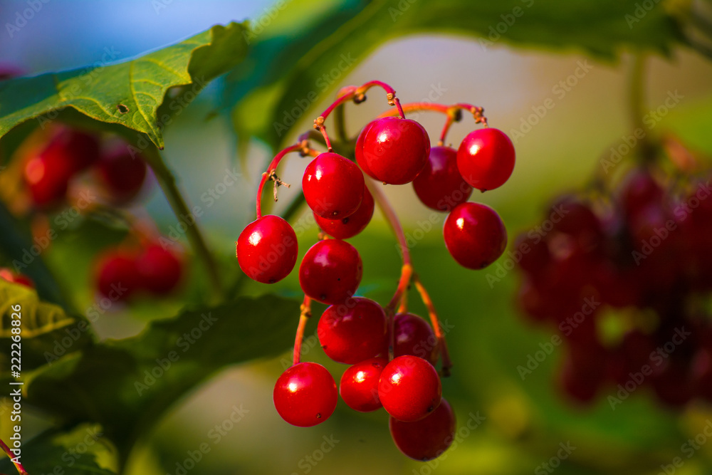 Red bright viburnum berries on a background of leaves and blue sky Red bright viburnum berries on a background of leaves and blue sky