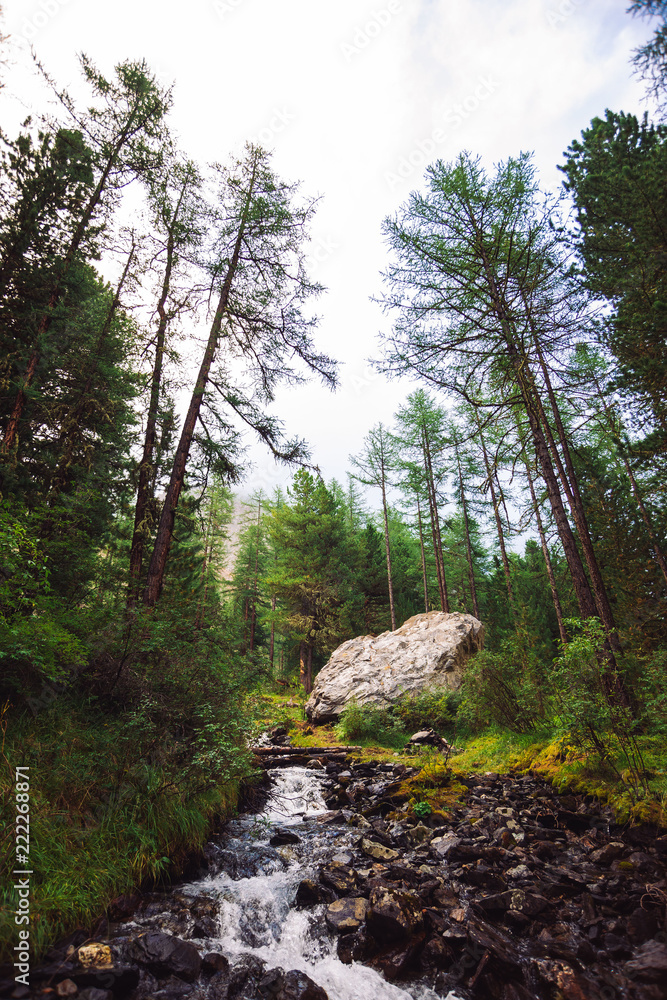 Fast water stream in wild mountain creek in terrain of Shavlinsky Lakes in Altai. Green forest landscape. Rich vegetation and big stone near brook. Fast water stream in wild mountain creek in terrain of Shavlinsky Lakes in Altai. Green forest landscape. Rich vegetation and big stone near brook.