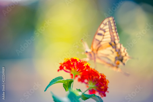 Beautiful butterfly on brifght dreamy blurred background. Summer flowers and butterfly, sun rays. Nature background concept. Inspirational nature design photo