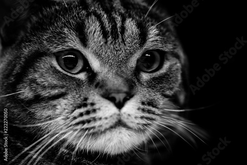 cat head  isolated on black background