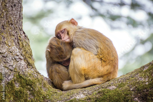 Canvas Print Two cute monkeys sleeping on each other