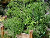 Hochbeet, Tomaten, Lycopersicon, esculentum