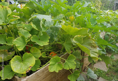 Hochbeet, Kuerbisse, Hokkaidokuerbis, Cucurbita maxima photo