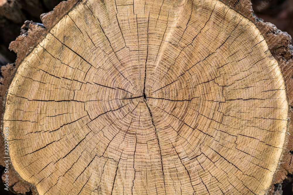 The texture of a dry round wooden trunk with annual rings and cracks close-up.
