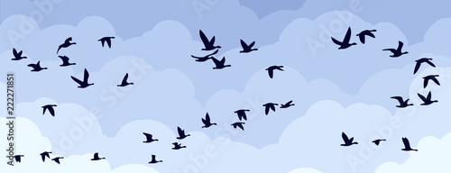 Flight of birds in the sky.