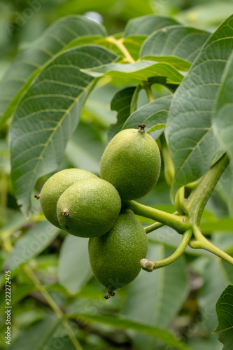 Walnuß in Fruchtschale, Nahaufnahme