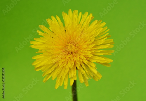 Fototapeta Naklejka Na Ścianę i Meble -  Yellow flower of dandelion close up on green bacground