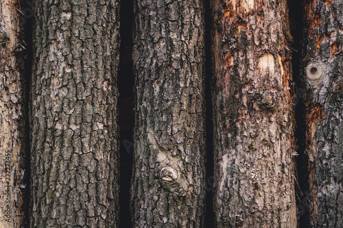 Nahaunahme von Baumstämmen