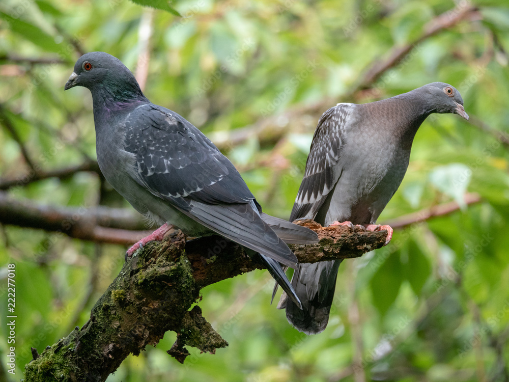 Obraz premium two pigeons on a branch
