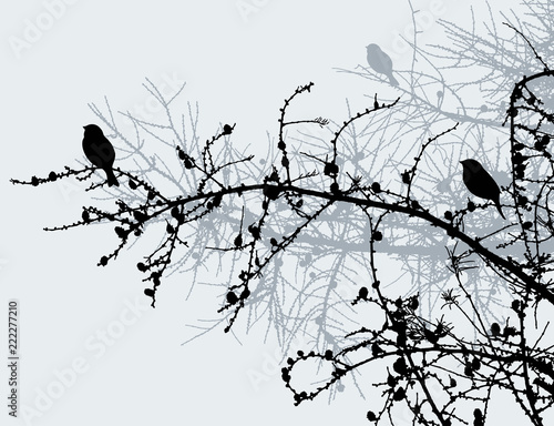 The birds on the pine branches in the winter forest