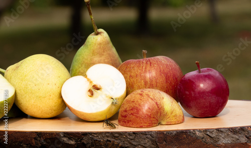 Frische Äpfel - Apfelernte	
