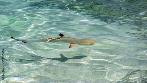 Small baby black tip shark, top view. Maldives. photo