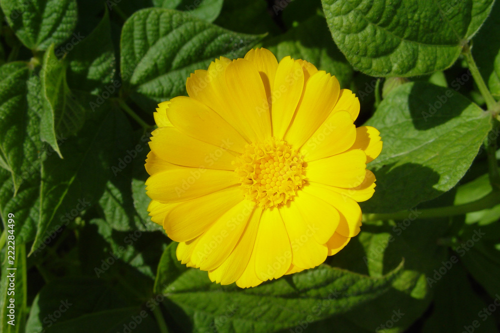 The yellow flower of calendula on a background of green leaves The yellow flower of calendula on a background of green leaves