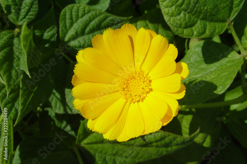 The yellow flower of calendula on a background of green leaves