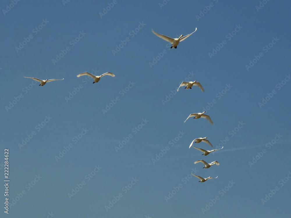 Obraz premium A flock of swans fly through a beautiful blue sky in formation