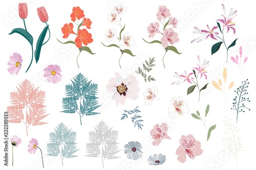 Fotografie Big Set botanic elements - wildflowers, herbs, leaf