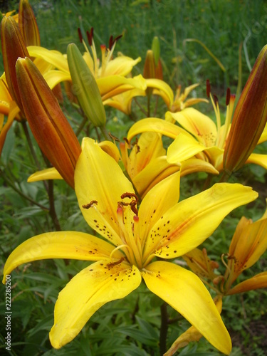 Fototapeta Naklejka Na Ścianę i Meble -  yellow lilies in the garden