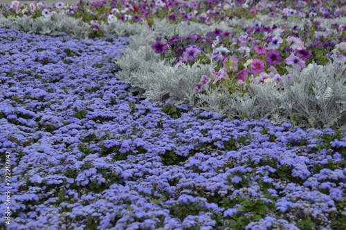 field of purple flowers