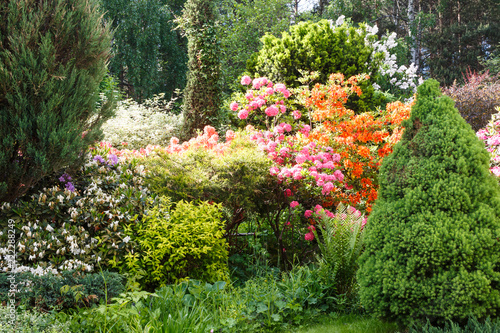 Fototapeta Naklejka Na Ścianę i Meble -  Decorative trees. shrubs and flowers in the garden: spruce, arborvitae, pine, fir, juniper, rhododendron