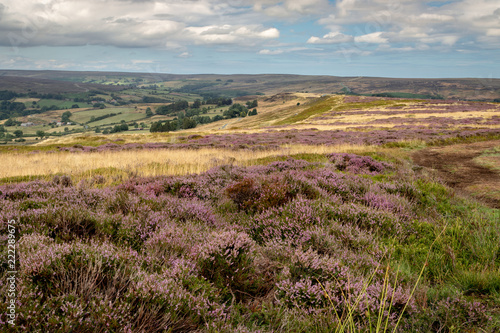 Heather moorland - a purple carpets of blooming heather stretches in stunning landscape in North York Moors National Park, Yorkshire, UK.