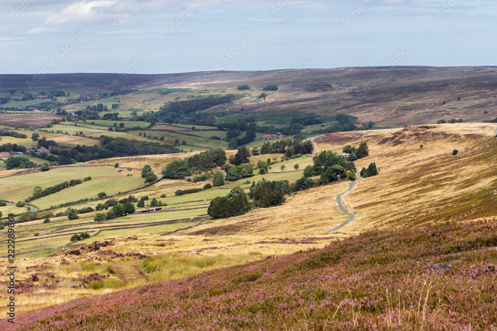 Heather moorland - a purple carpets of  blooming heather stretches in stunning landscape in North York Moors National Park, Yorkshire, UK.