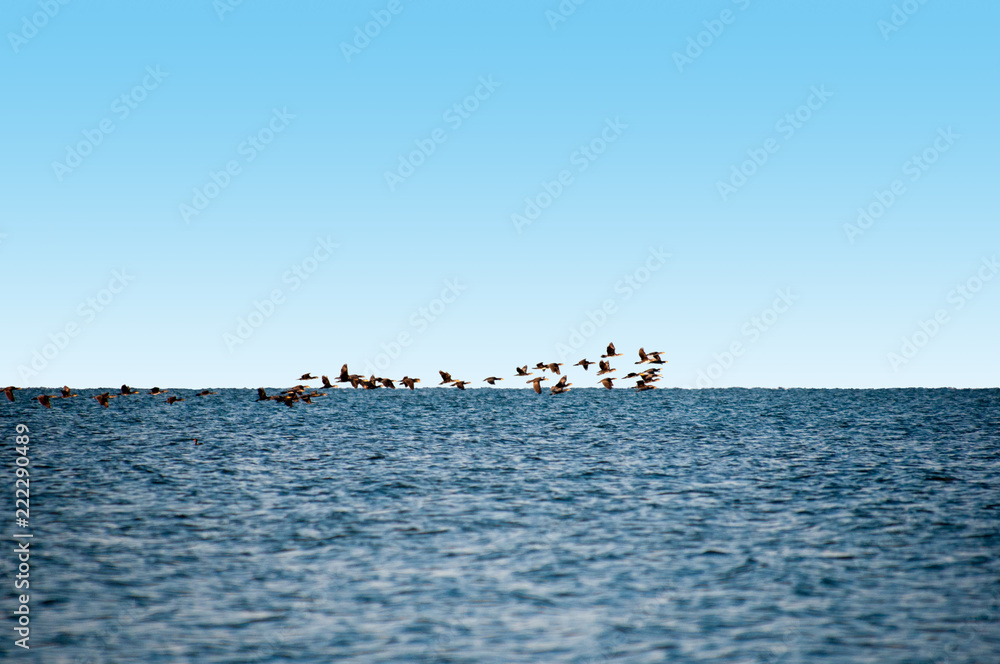 Birds of Ukraine. Swans, gulls and ducks - wintering waterfowl in the Black Sea Birds of Ukraine. Swans, gulls and ducks - wintering waterfowl in the Black Sea