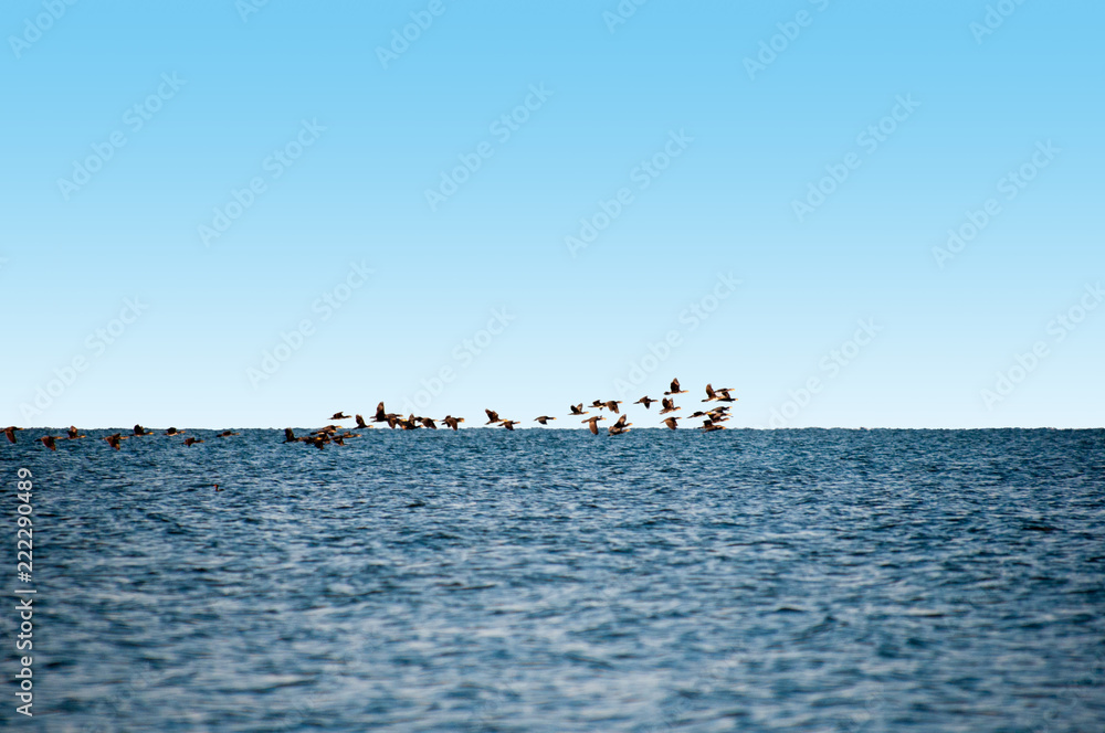 Birds of Ukraine. Swans, gulls and ducks - wintering waterfowl in the Black Sea