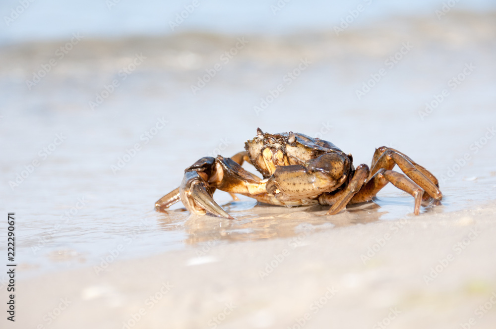 Hairy leg mountain crab on the beach