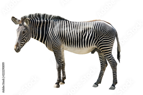 male zebra isolated on white