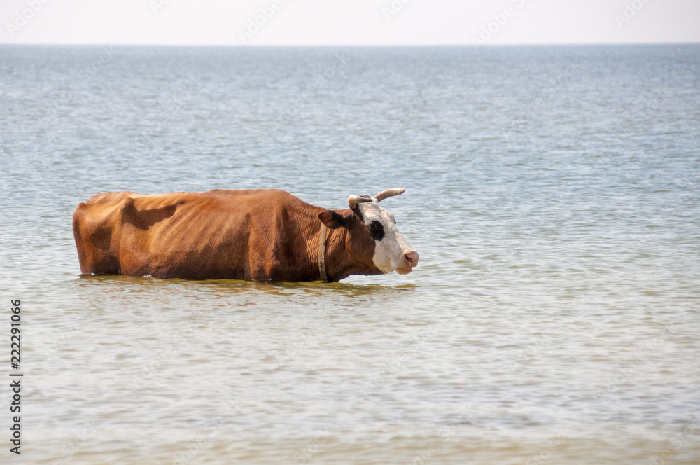 Cow walking on the luxury white sand beach Cow walking on the luxury white sand beach