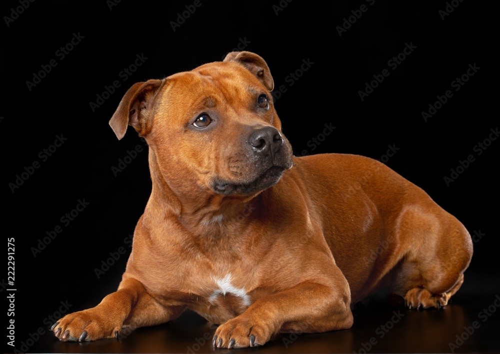 English Staffordshire Bull Terrier Dog Isolated on Black Background in studio English Staffordshire Bull Terrier Dog Isolated on Black Background in studio