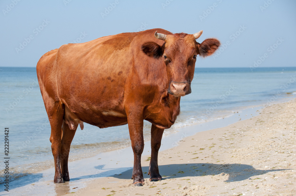 Cow walking on the luxury white sand beach