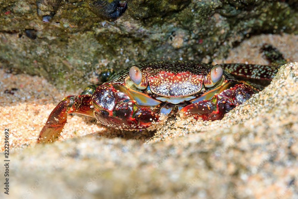 Beautiful crab on the shore on the touristic beach of the tropical island Puerto Rico
