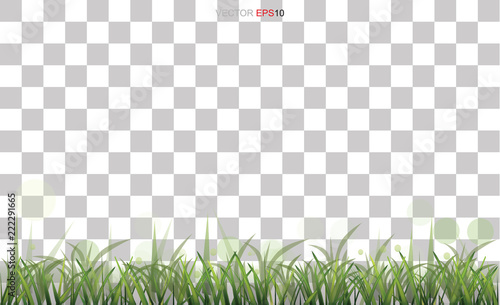 Green grass field with transparent background. Vector.