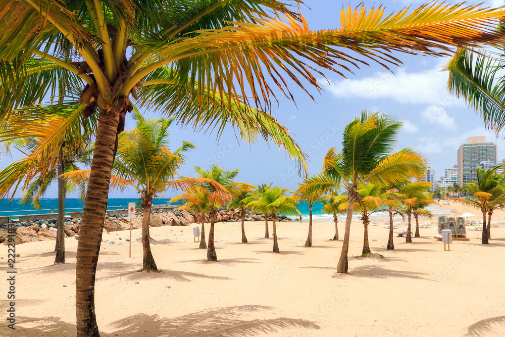 Beautiful tropical palm trees at popular touristic Condado beach in San Juan, Puerto Rico Beautiful tropical palm trees at popular touristic Condado beach in San Juan, Puerto Rico