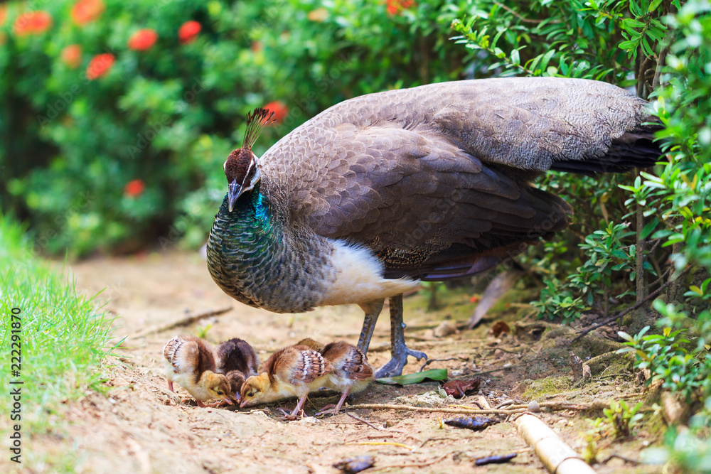 Obraz premium The Indian peafowl (Pavo cristatus) with cute newborn chicks