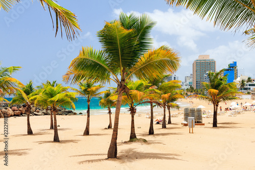 Beautiful tropical palm trees at popular touristic Condado beach in San Juan  Puerto Rico