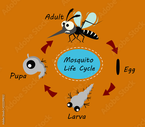 mosquito life cycle concept. vector illustration.