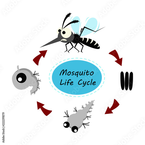 mosquito life cycle concept. vector illustration. photo